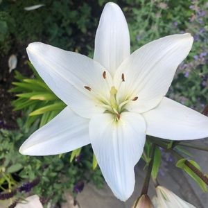 Meet your Posher, Valerie